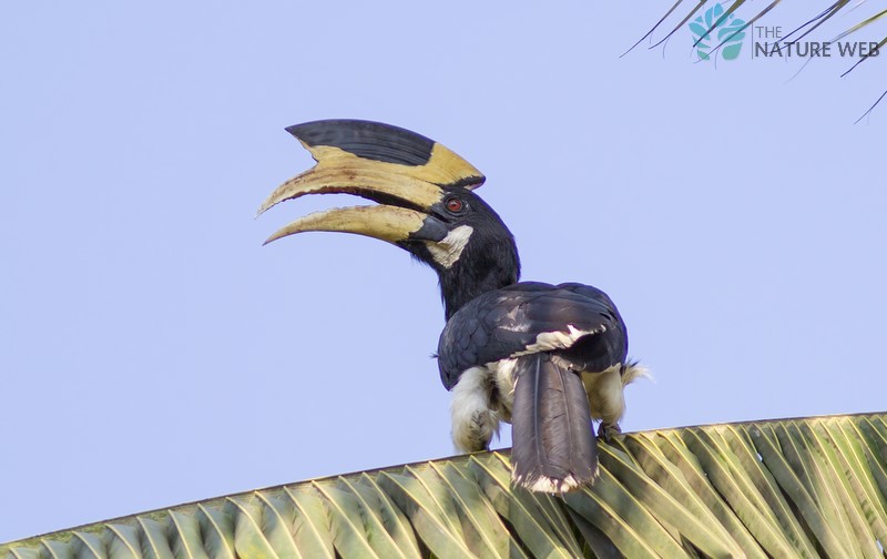 Malabar Pied Hornbill